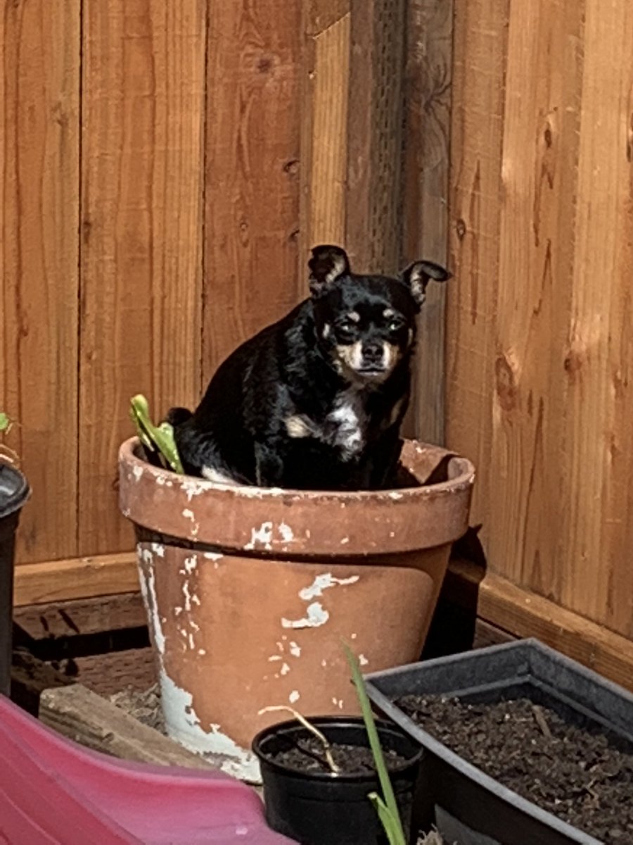 Dice_Ca's tweet photo. @Myth_ My pet plant https://t.co/On02PdSO4A