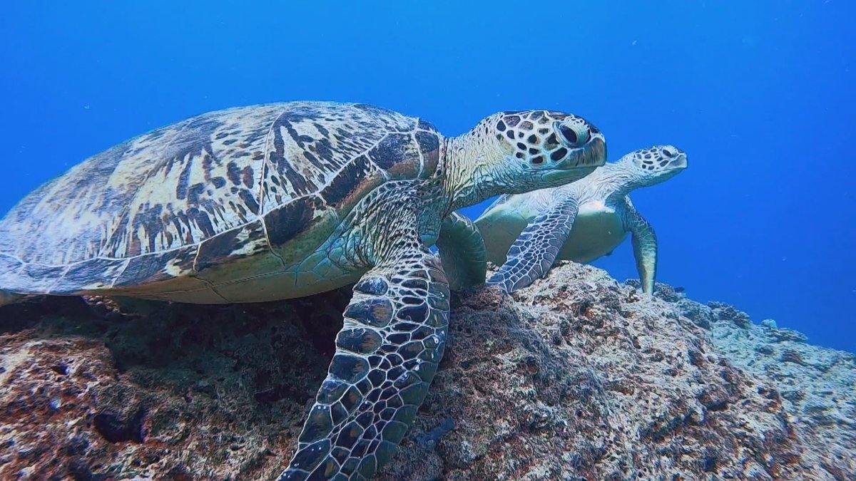 ncla1ere's tweet photo. En #NouvelleCaledonie, la province des îles Loyauté prend une réglementation inédite sur le droit du vivant
https://t.co/apw0laiKCh https://t.co/YpUTqkhEr4
