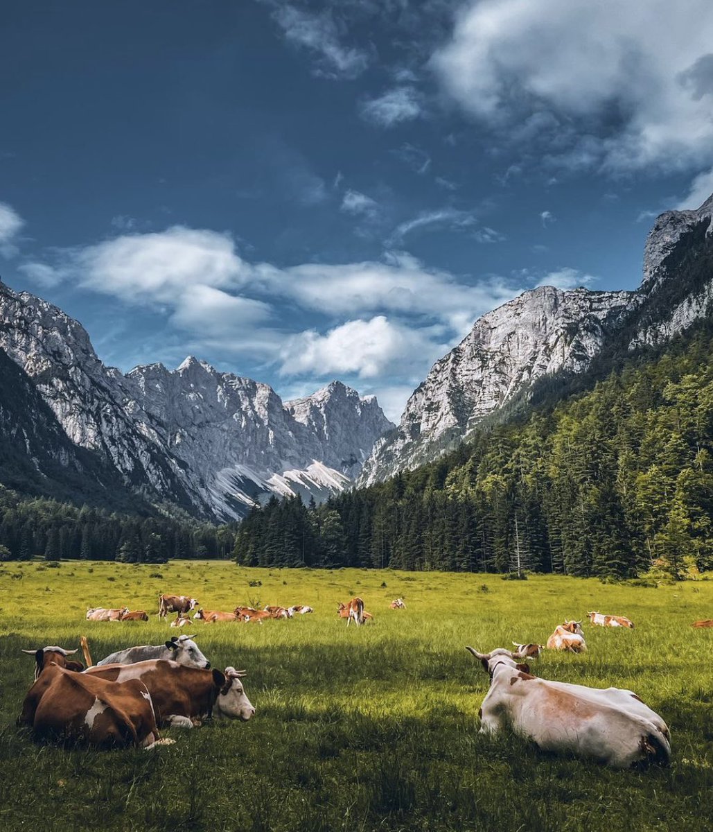 Mountains. Animals. Beauty.🤩 📸: Ružica Beljan #summer #kranjskagora #julijskealpe #julianalps #myway #mojaslovenija #ifeelslovenia💚