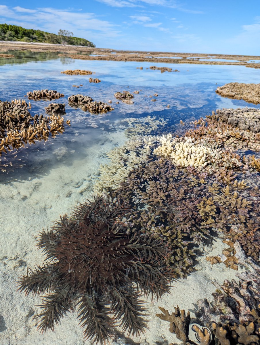 Spied a COTS on the reef flat yesterday! Will often see one or two around but this was my first sighting on the reef flat - 📷@CaitlinAlinya