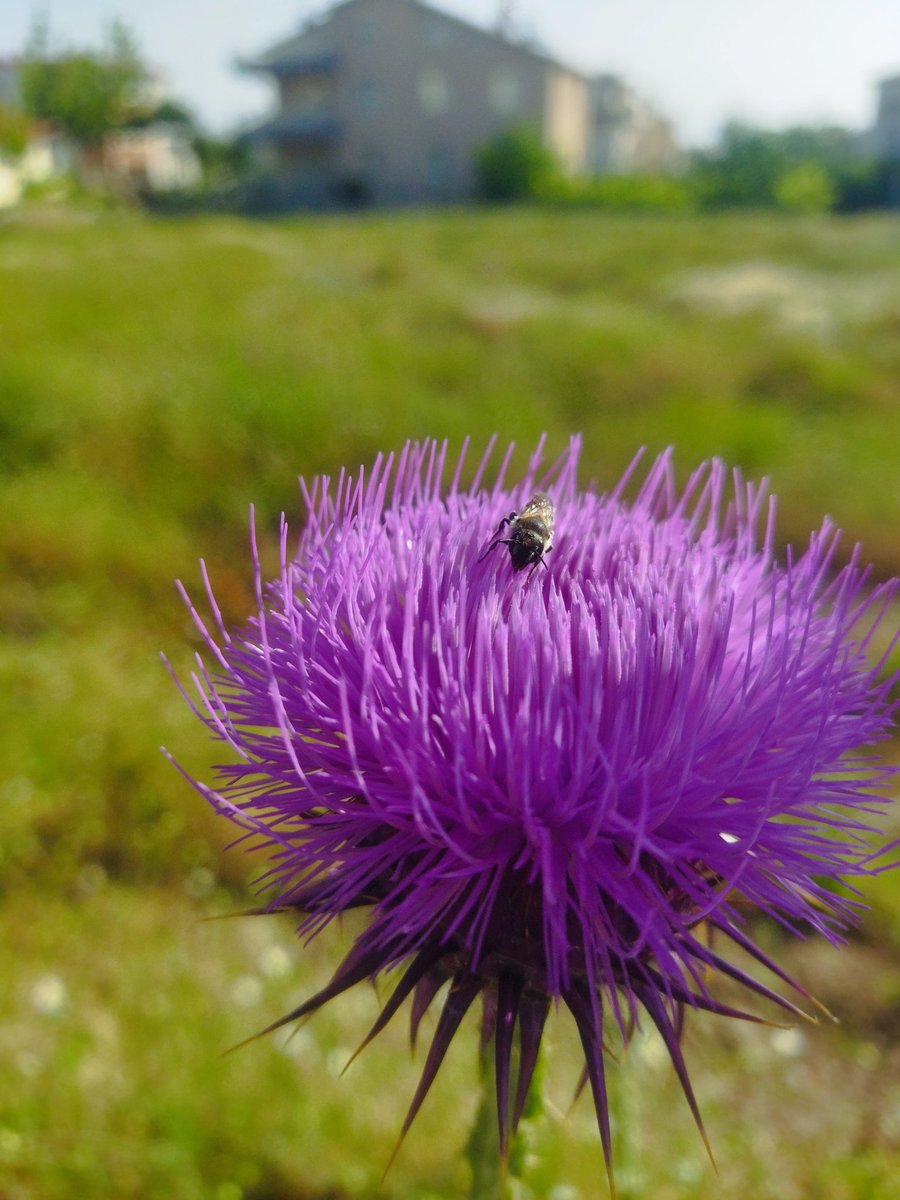 asabicArsi's tweet image. #makro #Xiaomi #pocom3 #Isparta #günaydın #bokeh