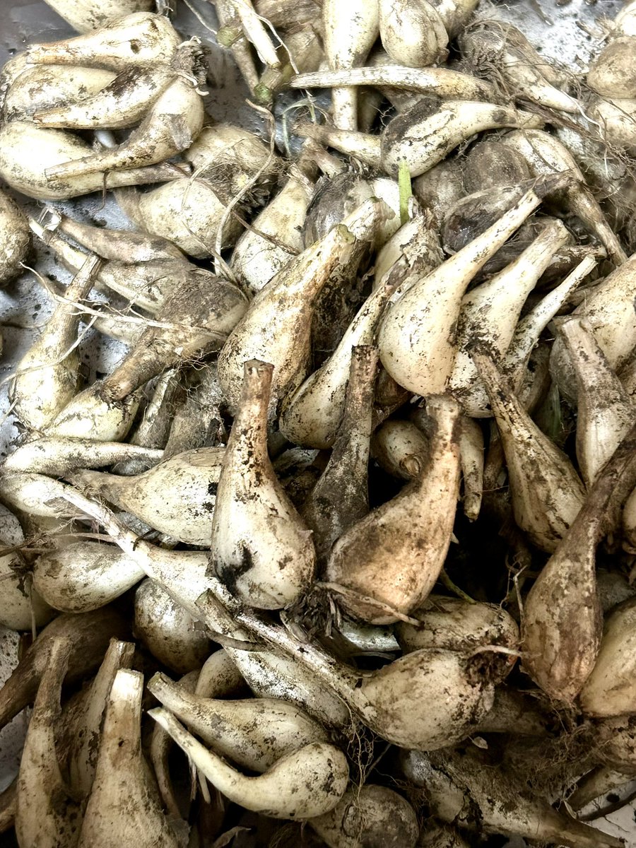 TokyoHeritage's tweet image. Yuko's rakkyo pickles production! 
#yukoose #japanesefoods #japanesecooking #rakkyo #foodintokyo