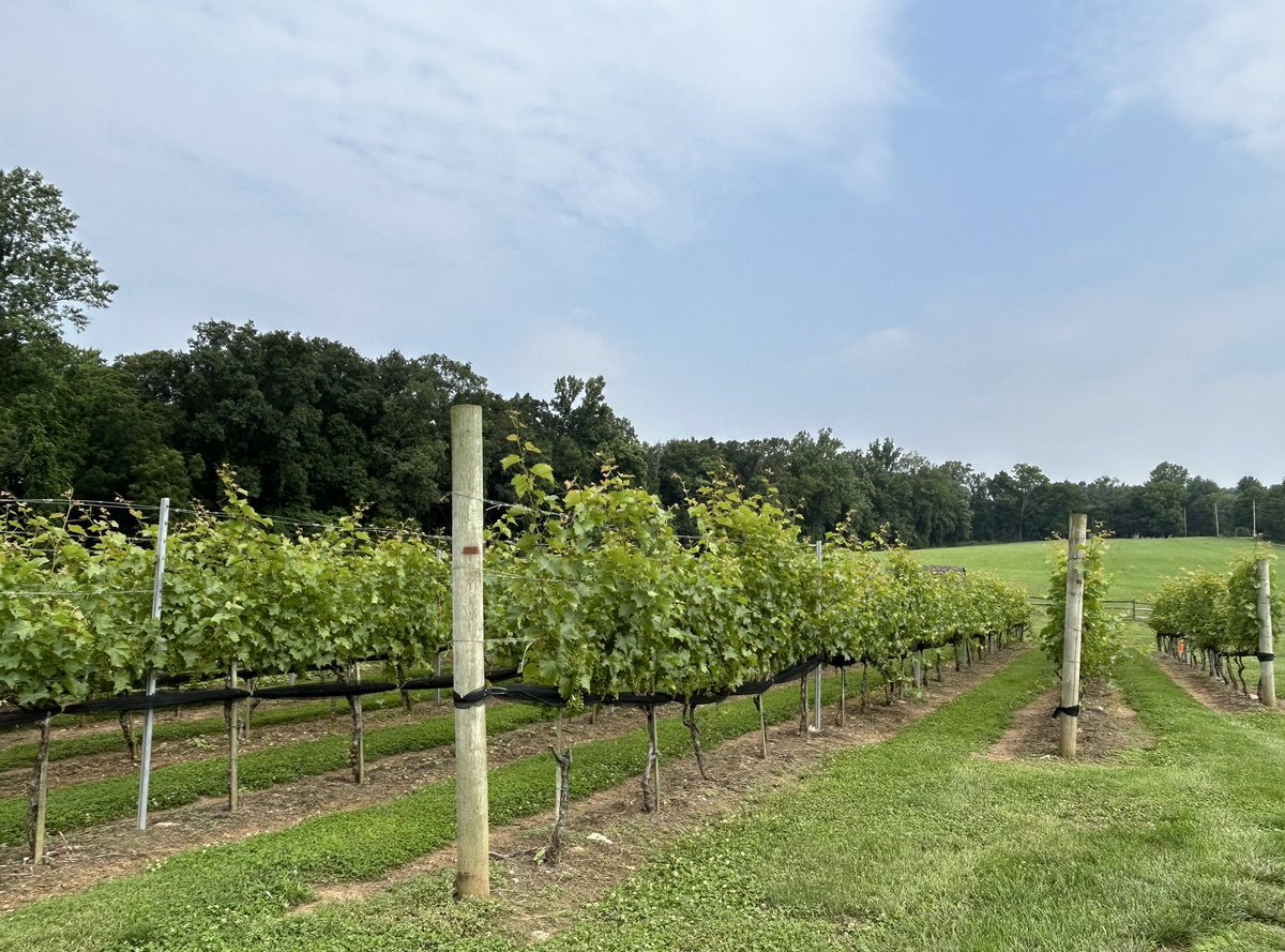 Growing Wine #pawine #pawinery #uncorkrelaxunwind