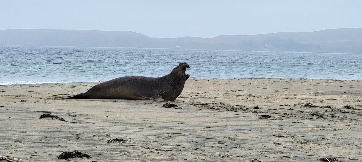 HostsServer's tweet image. Beach day 🦭