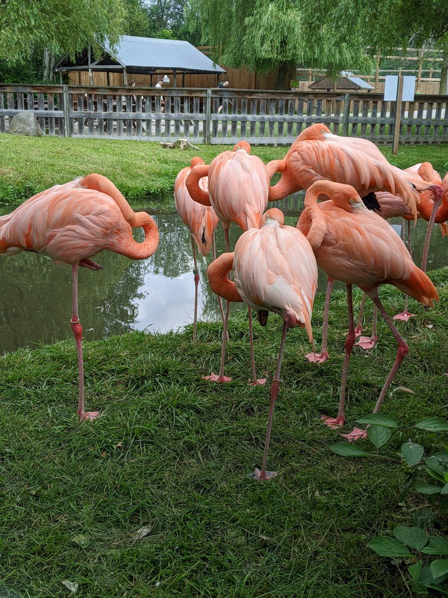 Let's Discover ON tweet media