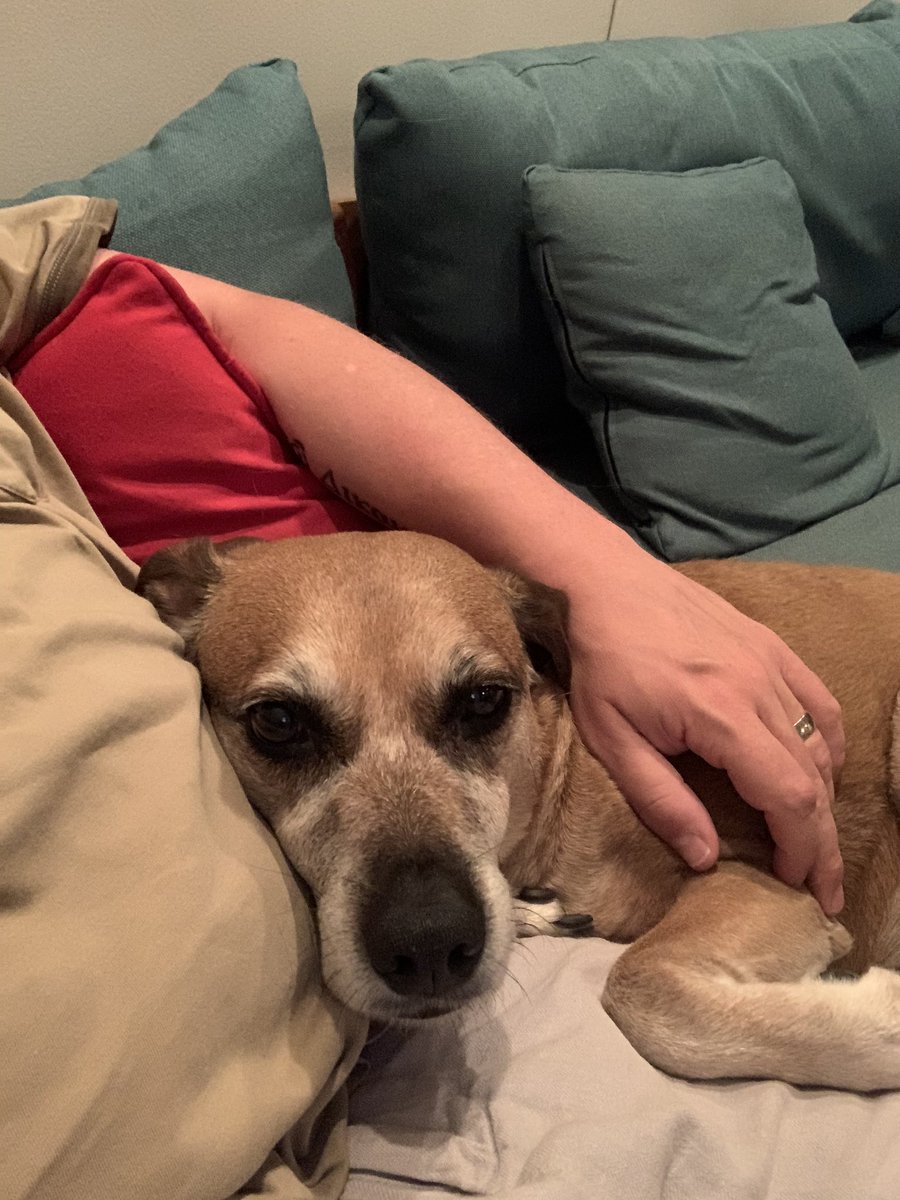 no1receiving's tweet photo. Been on a bit of Twitter hiatus, but I’m still lurking around. Hanging out this evening with Charlie, who hates thunderstorms AND fireworks. He’s in for a tough couple of days. https://t.co/Eu0HfwwzTU
