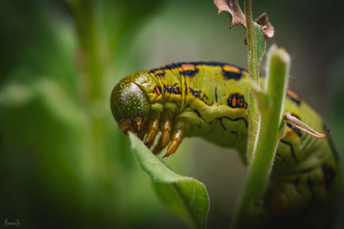 MomentoVisuals's tweet photo. @MrWhoCapture @earthcurated @iTheFelizer @Lightroom @BraydenCreation @viewbug @Yaacov97531 @HaywainPhoto @NatGeoPhotos “IM A BEAUTIFUL BUTTERFLY” https://t.co/6Eoen9OLgh