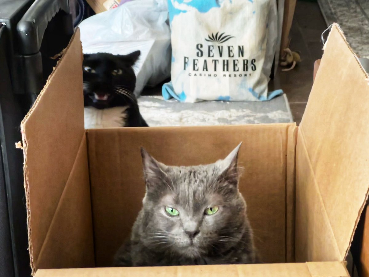 bcbull's tweet photo. “Get out, already! It’s my turn!” 😾😾#cats #catsoftwitter #catsofnpr https://t.co/MUJvKG1PKW