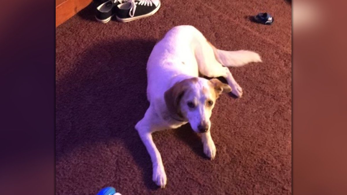 WTEN's tweet image. Wrong dog #euthanized at #WestVirginia animal shelter, investigation underway trib.al/Ee3MAuy