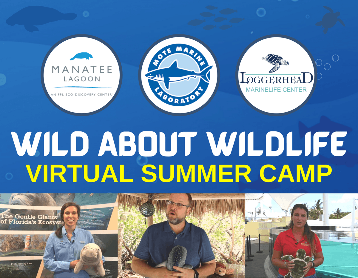 🌟 Wild About Wildlife - Virtual Summer Camp! 🐾🌞 Week-long camps for Ages 6-9. 🌿 Explore wildlife, make a difference! 🌎🐆 mote.org/events/details… #VirtualSummerCamp #WildAboutWildlife
