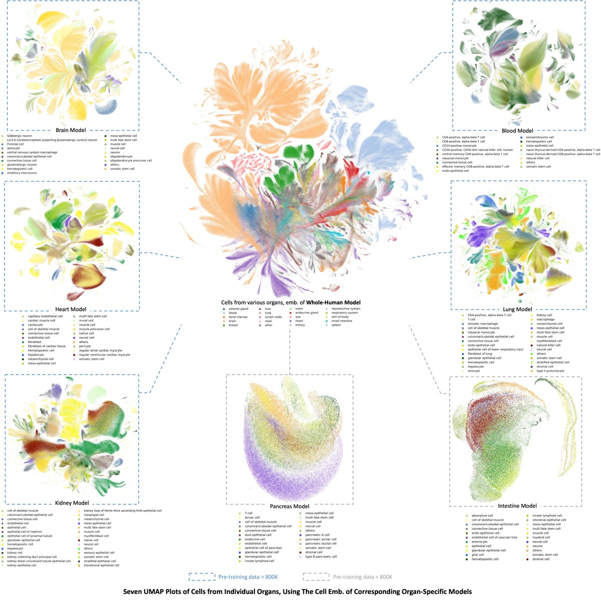 🎉Exciting Update of scGPT 🎉: After receiving significant attention from the community since our April release, we're thrilled to announce the first major update for scGPT - a foundation model for single-cell multi-omic data. 

This update integrates community feedback and