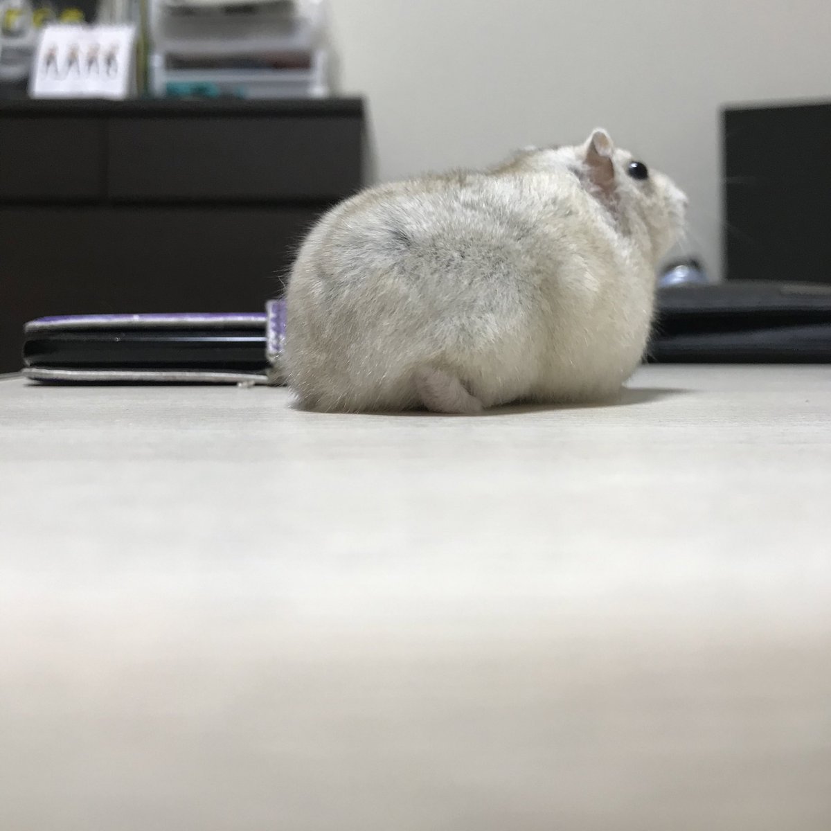 soruto2nd's tweet image. 🐹ﾊﾑｵﾌで焼肉食べ放題でち〜
そんな夢を飼い主は見てたでちねぇ〜