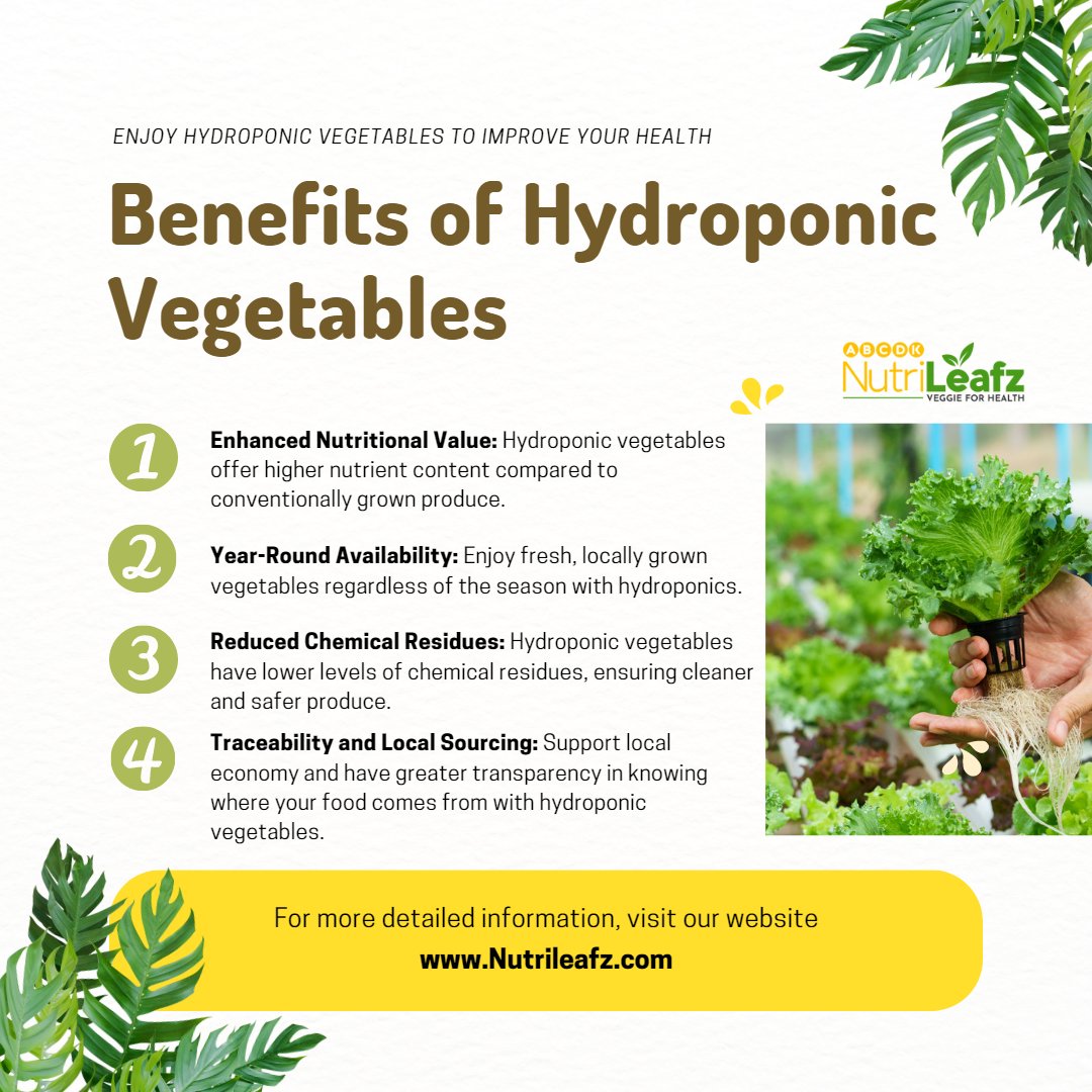 nutri_leafz's tweet photo. Not just the mentioned one but there are many more benefits of hydroponically grown vegetables 
Switch to in and enjoy all the benefits of hydroponically grown vegetables 
Follow us @nutrileafzfreshfarm 
Visit our website https://t.co/zIM1tulMeO
#greenhouse #vegetablegarden https://t.co/HbunHfEYeA