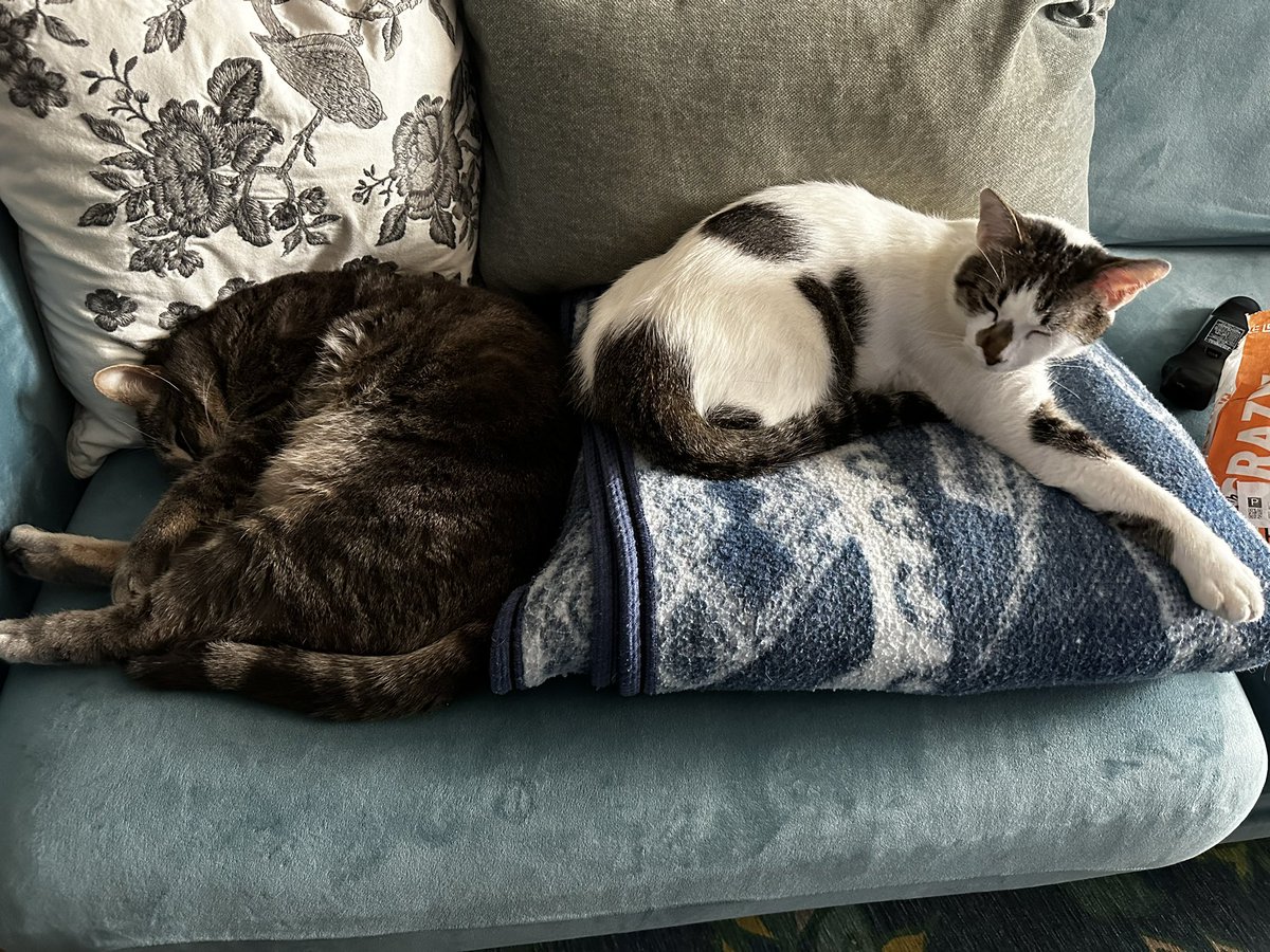 nalgona74's tweet photo. @StrayLiotta My loves, Howard (tabby) and Guillermo aka Memo https://t.co/WBv7MHW1Rg