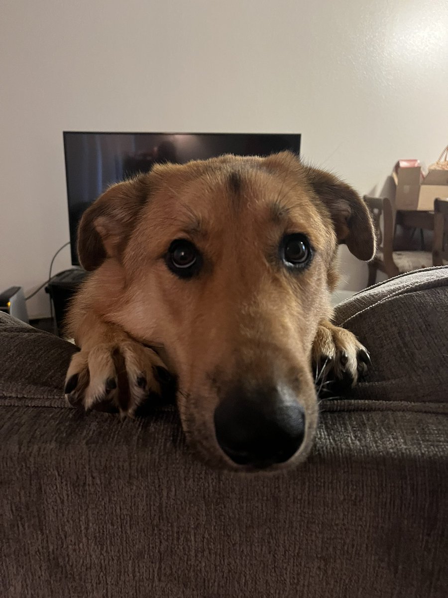_richardevans's tweet photo. My little girl is missing around 108th and Fort. Any help or just spreading the message would be appreciated. Her name is Bayou. She’s terrified of fireworks so she might be jumpy https://t.co/9vu51yXcNX