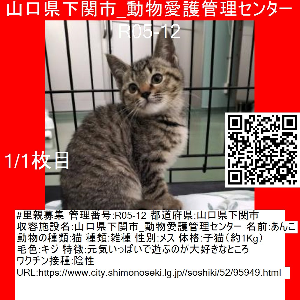 #山口県 #下関市
(迷い犬の場合)飼い主さんや近所の方心当たりありませんか？
これを御覧になった方自身が引き取ることもご検討ください!!

メモ1:#里親募集
管理番号:R05-12
都道府県:山口県下関市