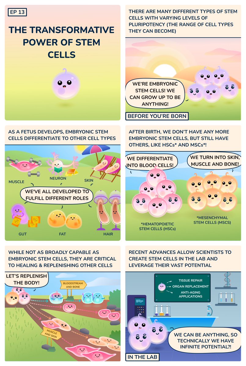 #stemcells can turn into any cell type in our body. Hence an invaluable potential resource for treating a broad range of #diseases. Their sources started off controversial but now they can be created in the lab to create new #therapies. #regenerativemedicine

#cellstories