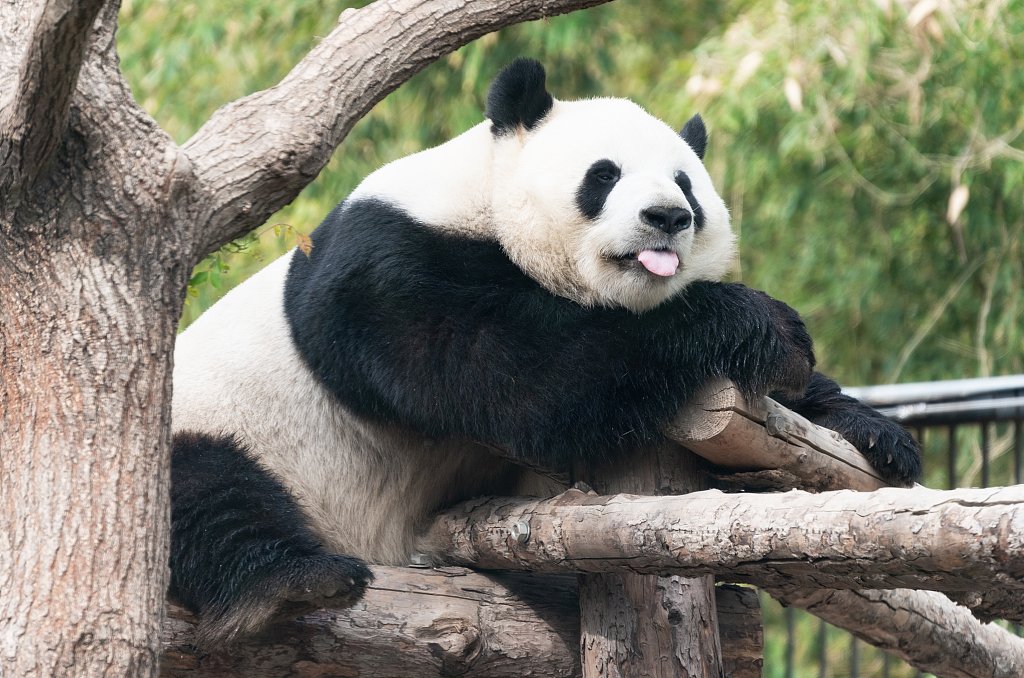 PDChina's tweet image. Happy birthday! 🎉Three of China&apos;s most popular #giantpandas celebrated their birthdays on Tuesday, as Meng Lan in Beijing turned 8 and the He Hua/He Ye twins in Chengdu turned 3. May you be happy and healthy!🐼🐼🐼