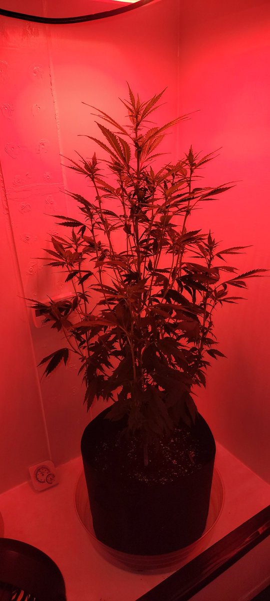 Some red light flower on day 20. #cannabisculture #Weedmob #mmj #pnwgrown #CannaLand #weedlife #Marijuana #pinkruntz #lotusnutrients #420friendly #legalizeit #justaplant