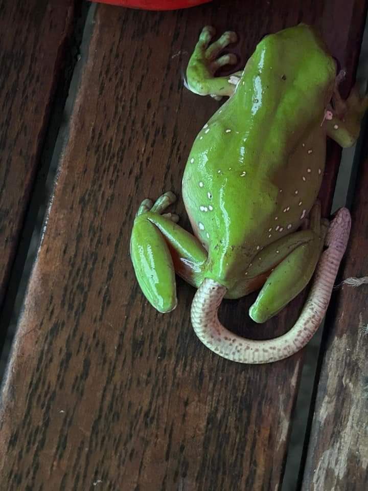 InformaCosmos's tweet photo. ¿Qué está sucediendo aquí? 😮

En Australia, una mujer capturó una foto impresionante de una rana arborícola verde expulsando una serpiente bebé por su trasero. 

Los expertos no están seguros de cómo la serpiente terminó en el tracto intestinal de la rana, pero algunos sugieren que se abrió camino allí para encontrar una salida. 

Desafortunadamente, la serpiente murió en el intestino de la rana, probablemente debido a las condiciones anaeróbicas, es decir, por falta de oxígeno.

El equipo de Sunshine Coast Snake Catchers en Queensland compartió la foto en su página de Facebook, buscando ayuda para entender lo que estaba sucediendo en la imagen. 

Muchos usuarios estaban atónitos realmente confundidos, no podían creer lo que estaba viendo y se formularon muchas preguntas.

Sin embargo, algunos señalaron que la práctica podría ser común en las ranas arborícolas, ya que pueden comer cualquier cosa que se mueva, incluyendo serpientes pequeñas.

La imagen es única y sorprendente, lo que demuestra la diversidad y complejidad de la vida silvestre.