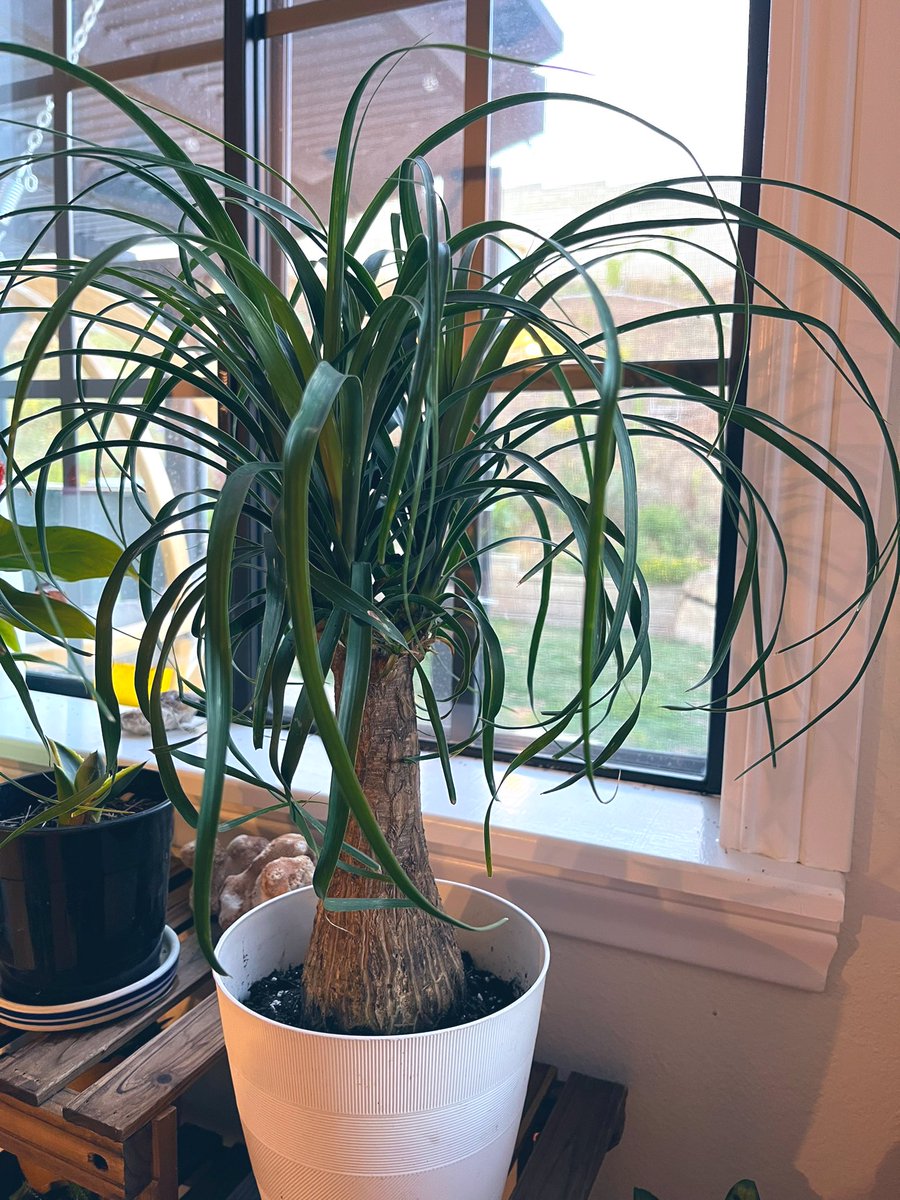 BeetleBabble's tweet image. Picked up a wild-haired new family member.. A pony-tail palm!

Maybe someday it will be big enough that we’ll want to plant it outside as a new centerpiece to the yard :)