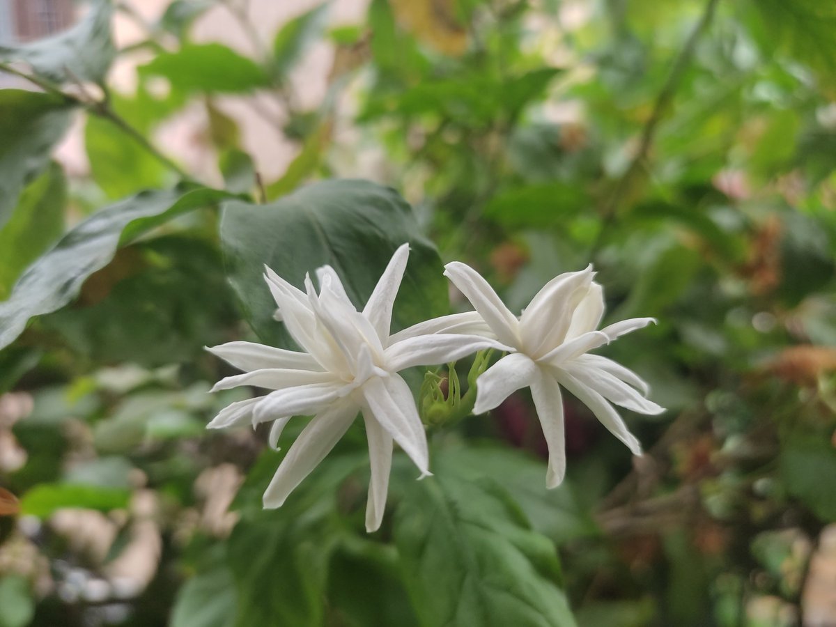 झरी र चमेली #starJasmine