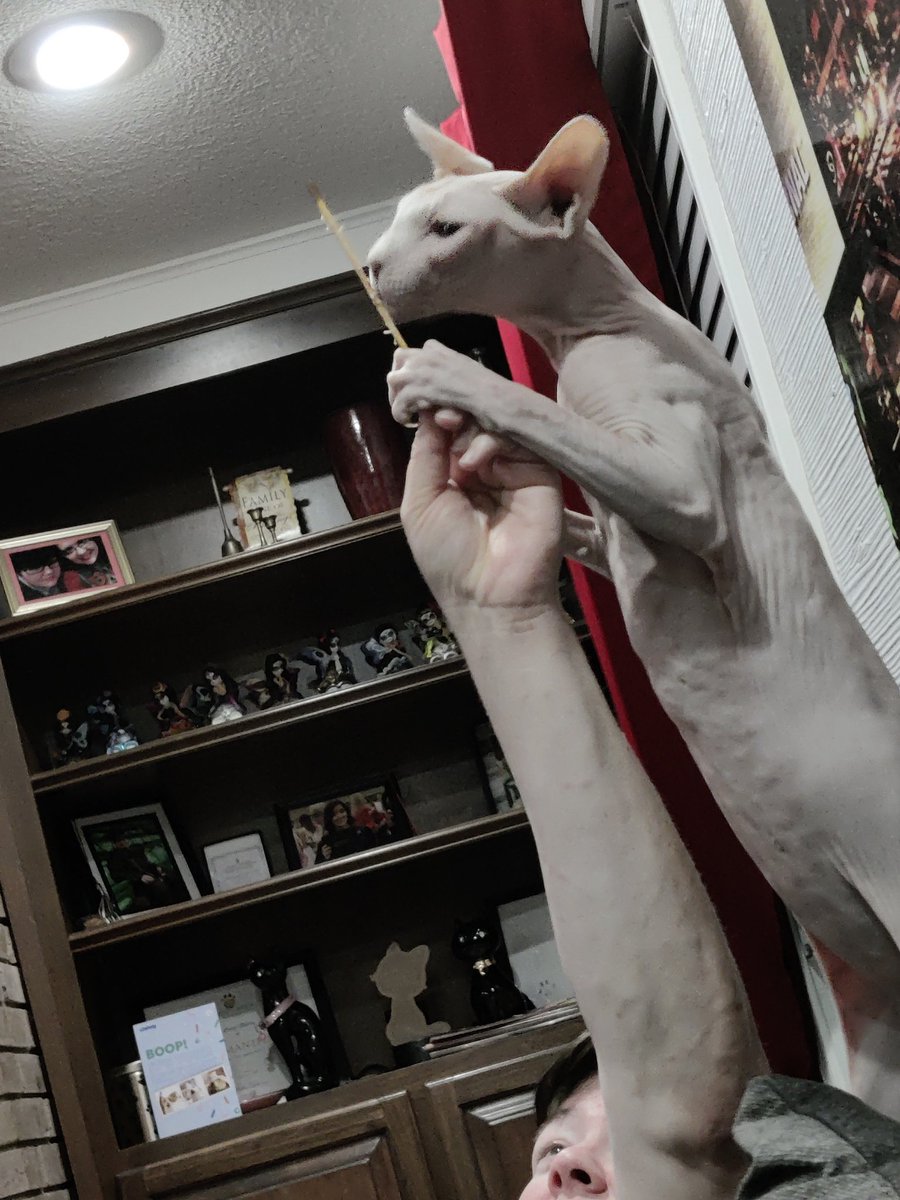 GoghCat's tweet photo. Dad hoomans is eating chicken on a stick. I reminded him that sharing is caring. 😹
#chickenonastick #snacktime #sharing #sharingiscaring #MondayMotivation #CatsOfTwitter #CatsOnTwitter https://t.co/ZTPBRmaBaH