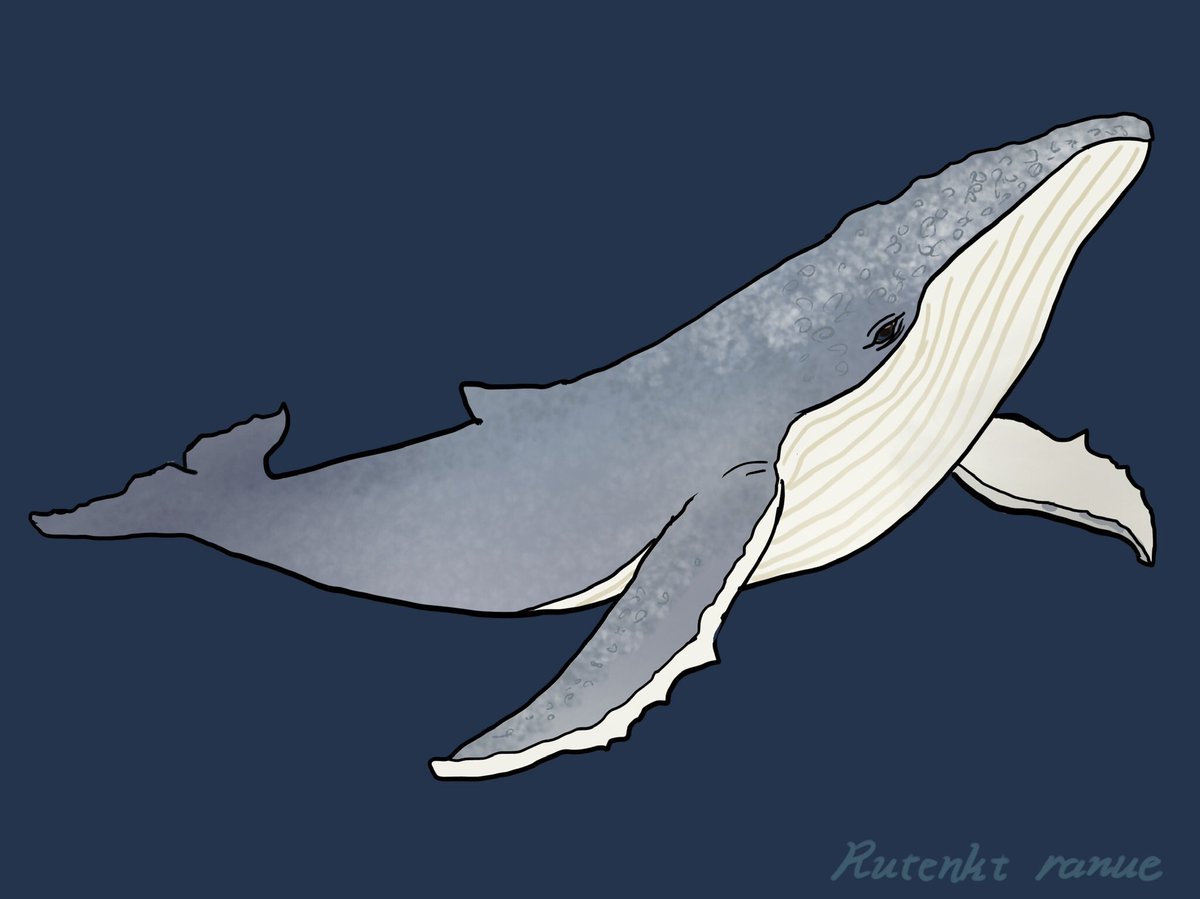 rutenkt's tweet photo. #クジラ　#whale https://t.co/5EIYzuClZY