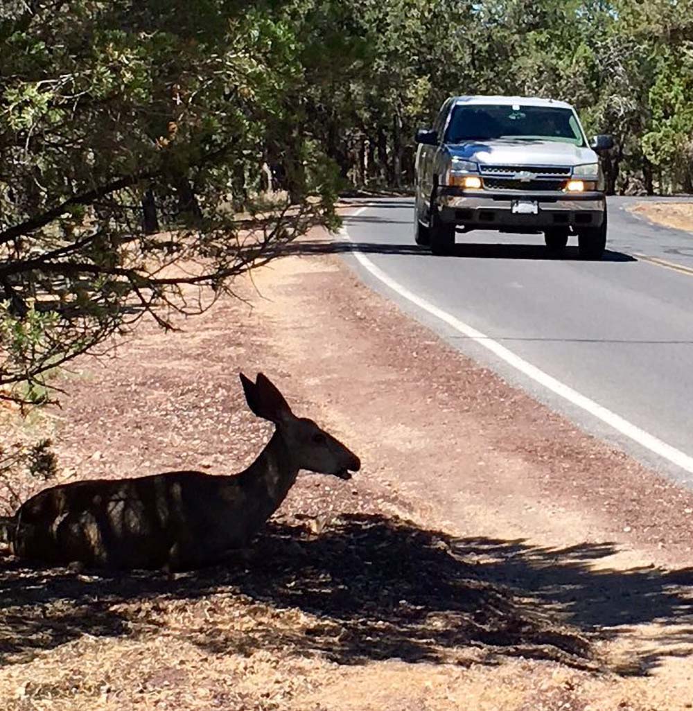 Grand Canyon NPS on Twitter "The Excessive Heat Warning Continues