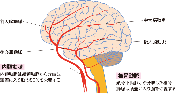 脳血管の全体像を図表でわかりやすく解説する記事を紹介！ 🧠脳の動脈