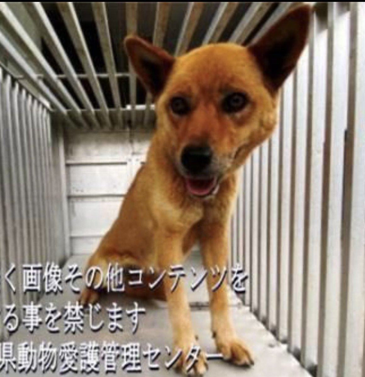 gollfe's tweet photo. 🟢大至急‼️
大切な家族💧ガリガリです
飼犬のお迎え無いなんて厳しい😭
🚨本日掲載期限 7/4
放浪中は食べれなかったのでは
良い方向に繋がりますように🙏🏻
雑種.メス
🆘徳島物愛護管理センター🆘
🔹6/14 板野郡上板町神宅字西金屋
#拡散希望RT協力お願いします
⚠️クレーム🆖
https://t.co/iMbmZUnT4e https://t.co/Hy5yb04UZ5