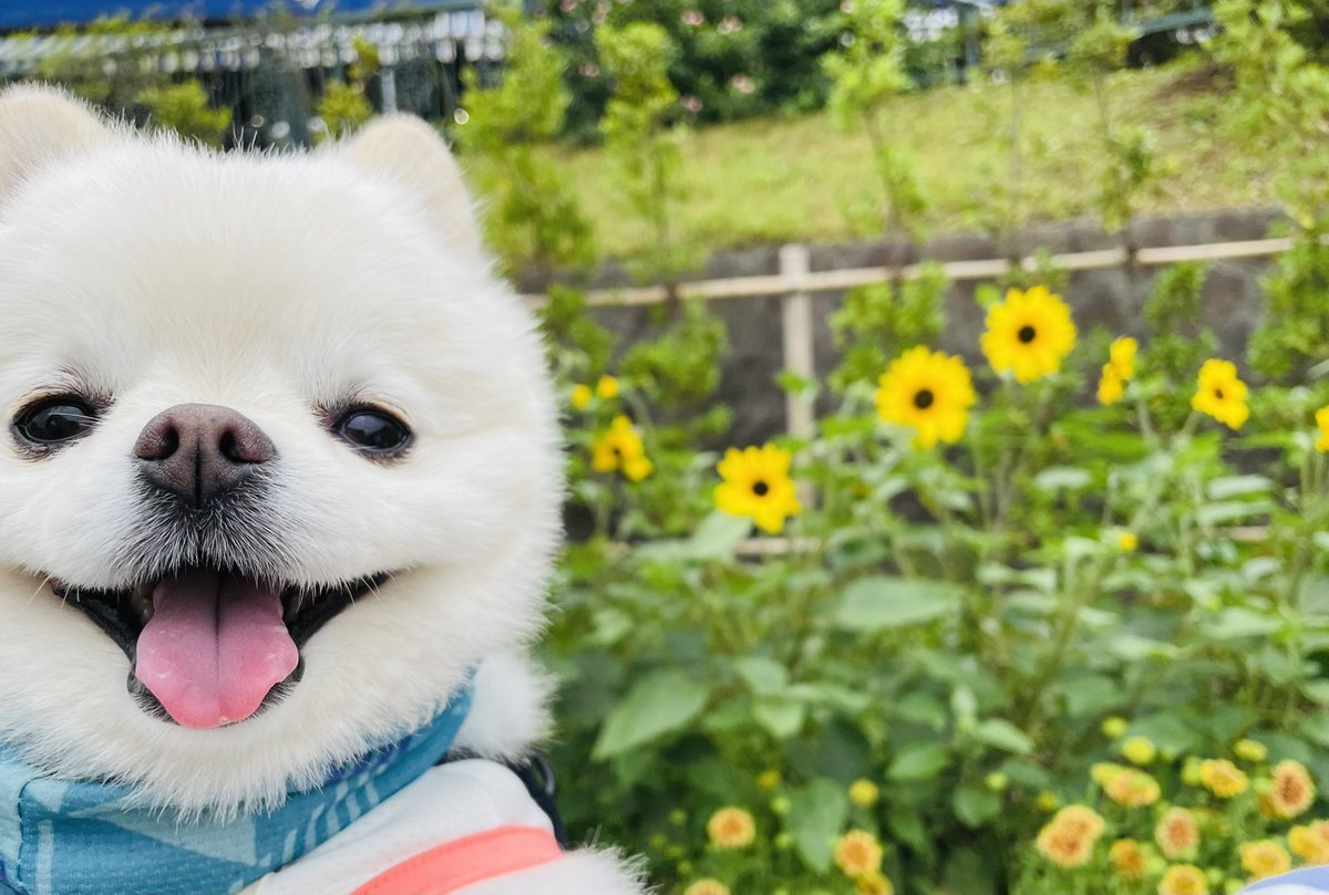 ポメラニアンのチョニーの部屋 tweet media