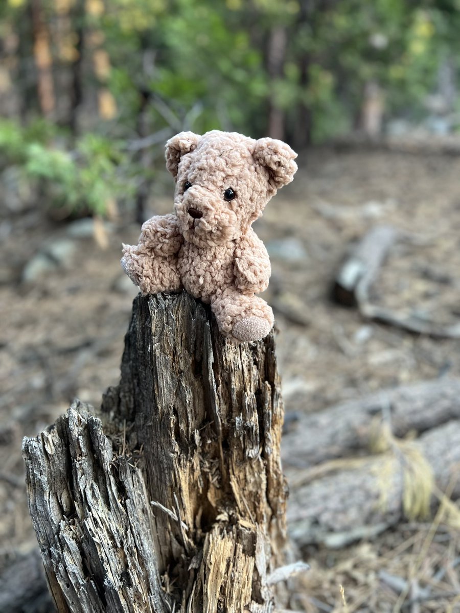 CyclamenFilms's tweet photo. Some STILL pick up shots in the mountains last night! 💕 Thanks to my awesome crew for taking the drive and roughing it a little🌲Workin hard. 

#stillshortfilm #cyclamenfilms #forest #miscarriageawareness #shortfilm #womeninfilm https://t.co/RaJzuuKvzy