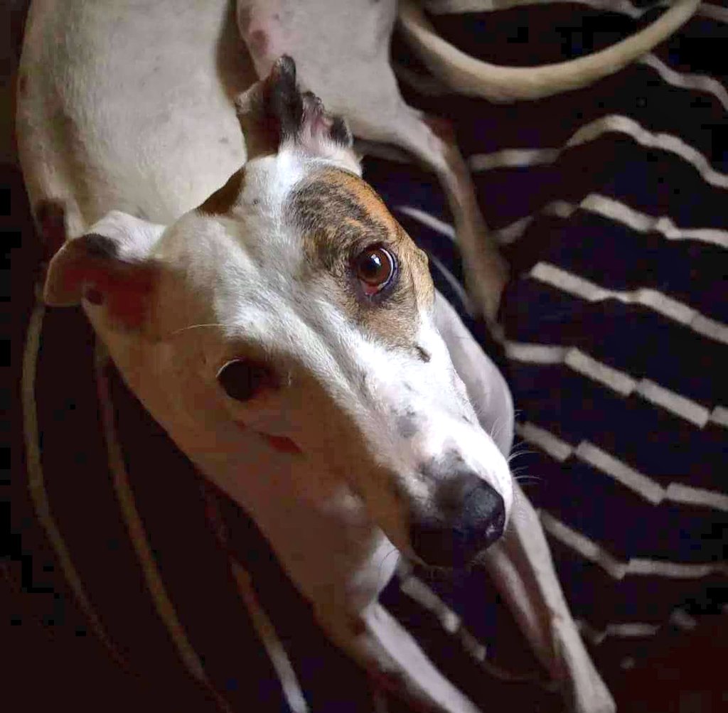 AdoptaUnGalgo's tweet image. Lupe es joven, y es preciosa. Busca hogar🏠 donde haya amor, cuidados, juegos y también paz.
Por adopciones o para postular como hogar de tránsito escribinos a nuesta fanpage en Facebook bit.ly/3H1blZf, o email adoptaungalgoenargentina@hotmail.com (indicar zona)
DM open!
