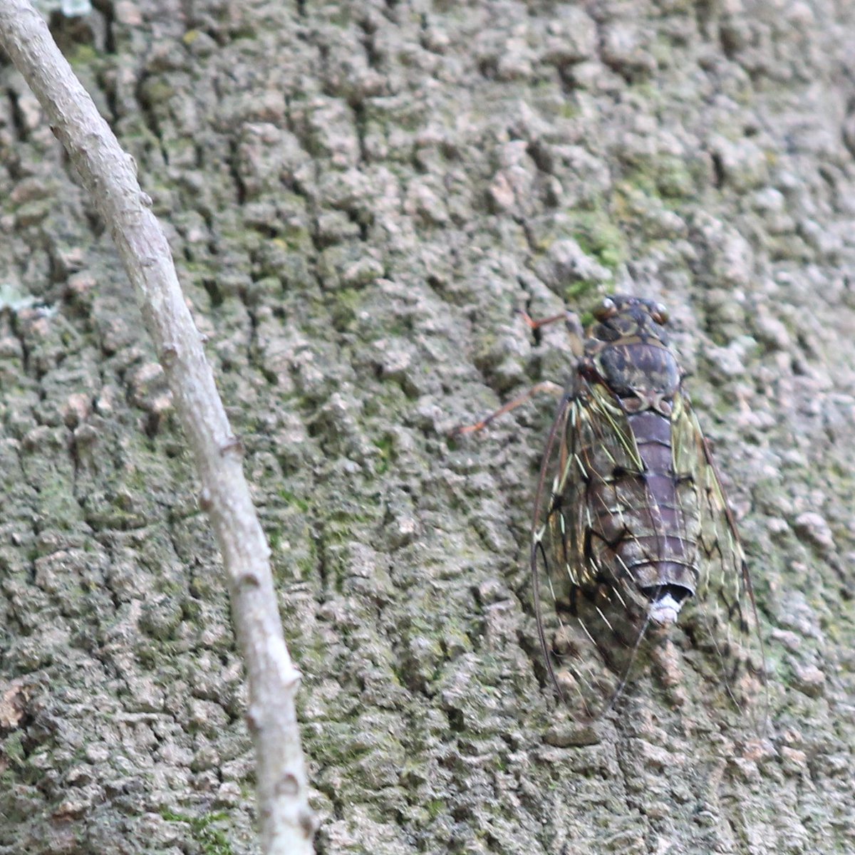 #Cicada from little forest in #Chapagaun taken on June 21. #Kathmandu #Nepal #WildLifePhotography #wildlife #nature #naturephotography #birding #birdwatching #nofilter #NaturePhotography #birdingphotography #Photography #bird #naturephoto #photographer #wildlifephoto https://t.co/6WT4xXqGYI