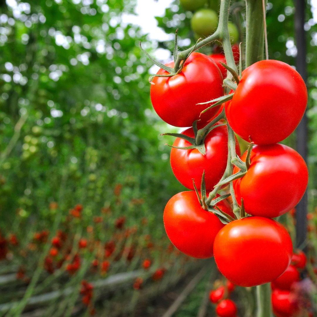 PyroAg's tweet photo. Pyroligneous Acid (Wood Vinegar) treatment triggered dynamic metabolic alterations and played an important role in Al (Aluminum toxicity) stress adaptation. 🍅

Go to the below link for full article:
https://t.co/MG1VepRq1n

#woodvinegar #pyroligneousacid #tomatogrowers #pyroag https://t.co/jOrQsuxWxX