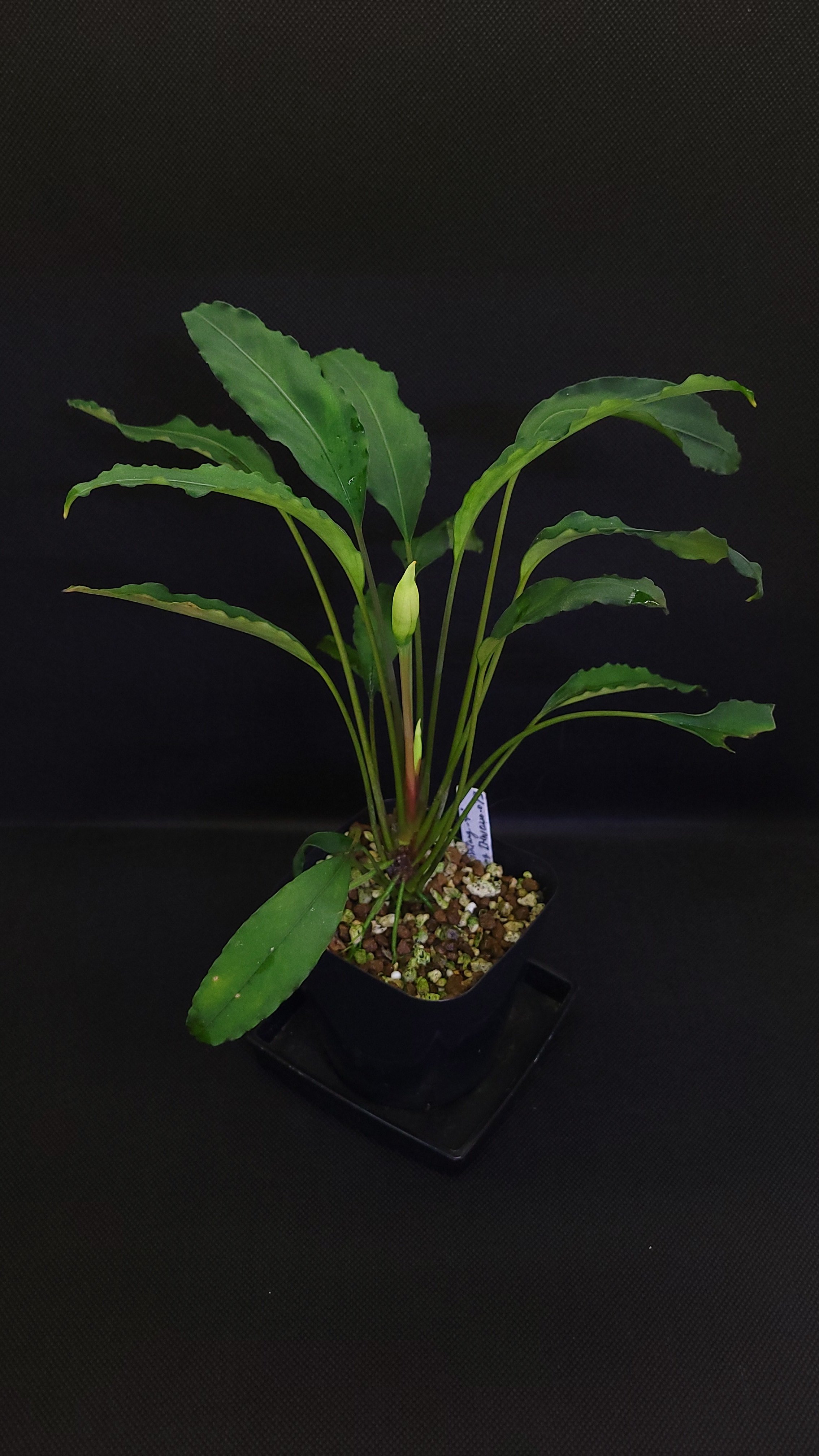 ぼぶそん (@bobsaqua) / X