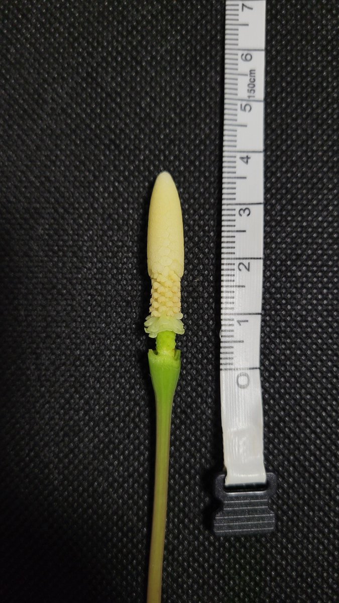 bobsaqua's tweet photo. 3年経ってようやく初開花
ちゃんとブセでした。
Bucephalandra sp. "Sintang4" from Sintang 【HW0220-07】
#HW便
#ブセファランドラ
#Bucephalandra https://t.co/Y0ijki1IZR