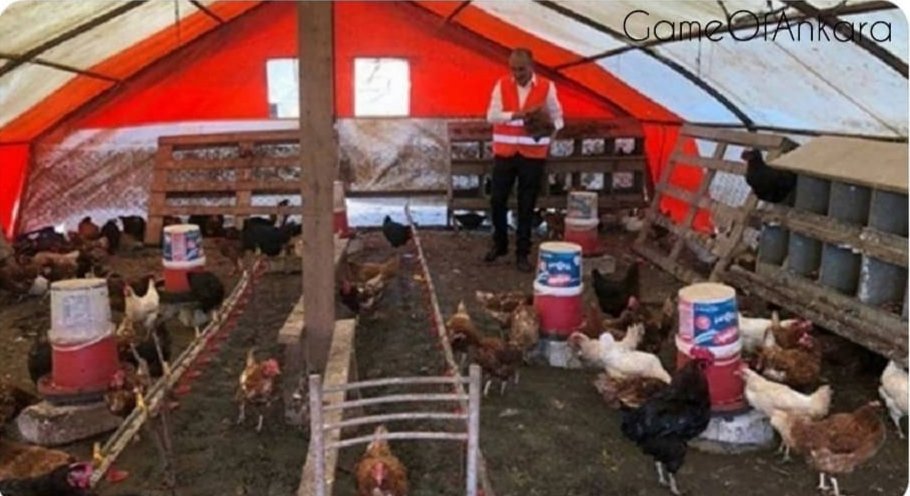 Ankara'da 55 yıldır yumurta üreticiliği yapan Ömercan A. tavuklarına daha verimli olması için Çağlar Akkaya ve Seyit Yıldırım gibi sanatçıların şarkılarını dinletiyor