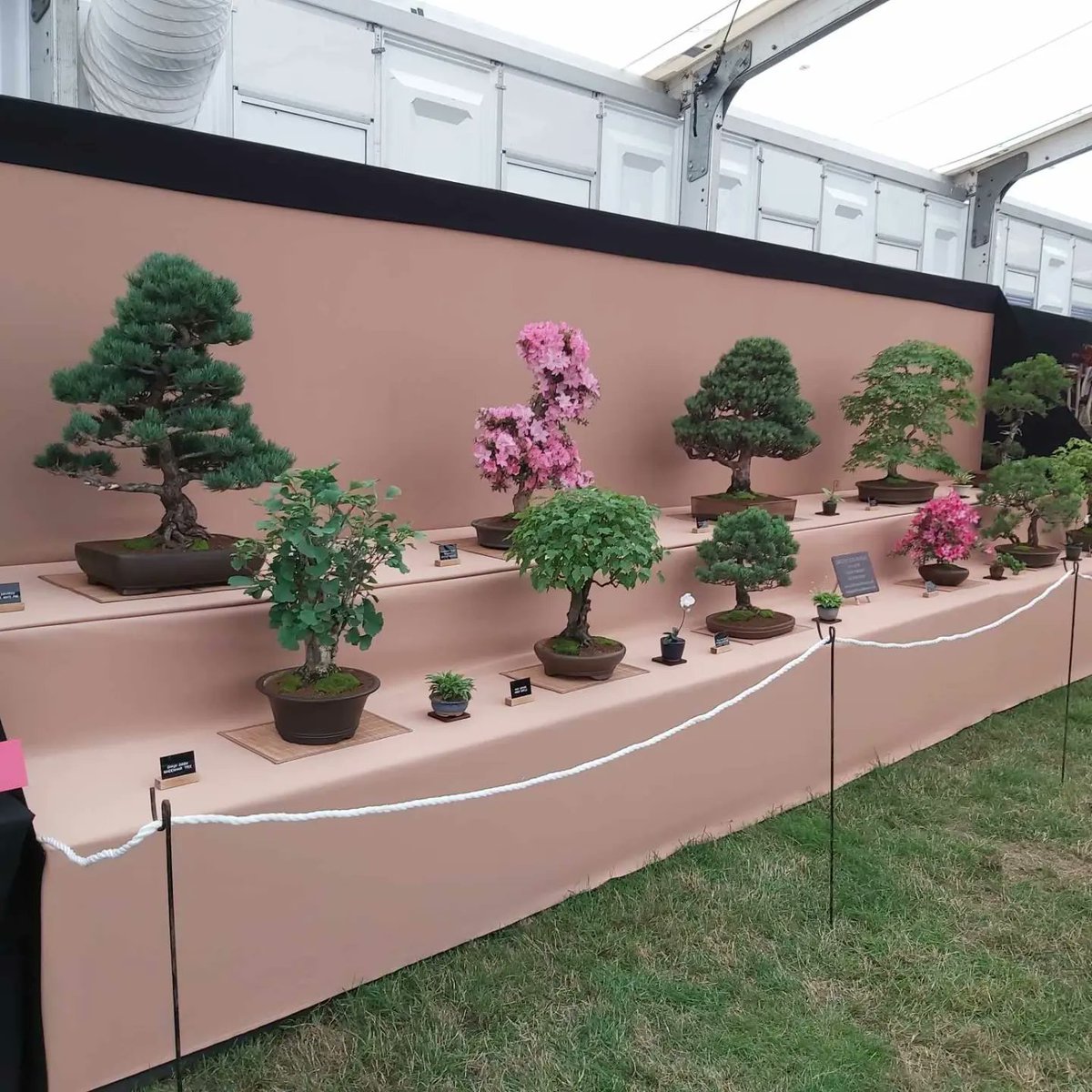 DRIFTWOODBONSAI's tweet photo. RHS Hampton Court Palace Flower Festival 2023
Gold Medal for Driftwood Bonsai 😁🥂🏆🥇

After being awarded our first RHS Gold at Malvern this year, the pressure was intense for this build up but we so happy https://t.co/sQTlP93QWN