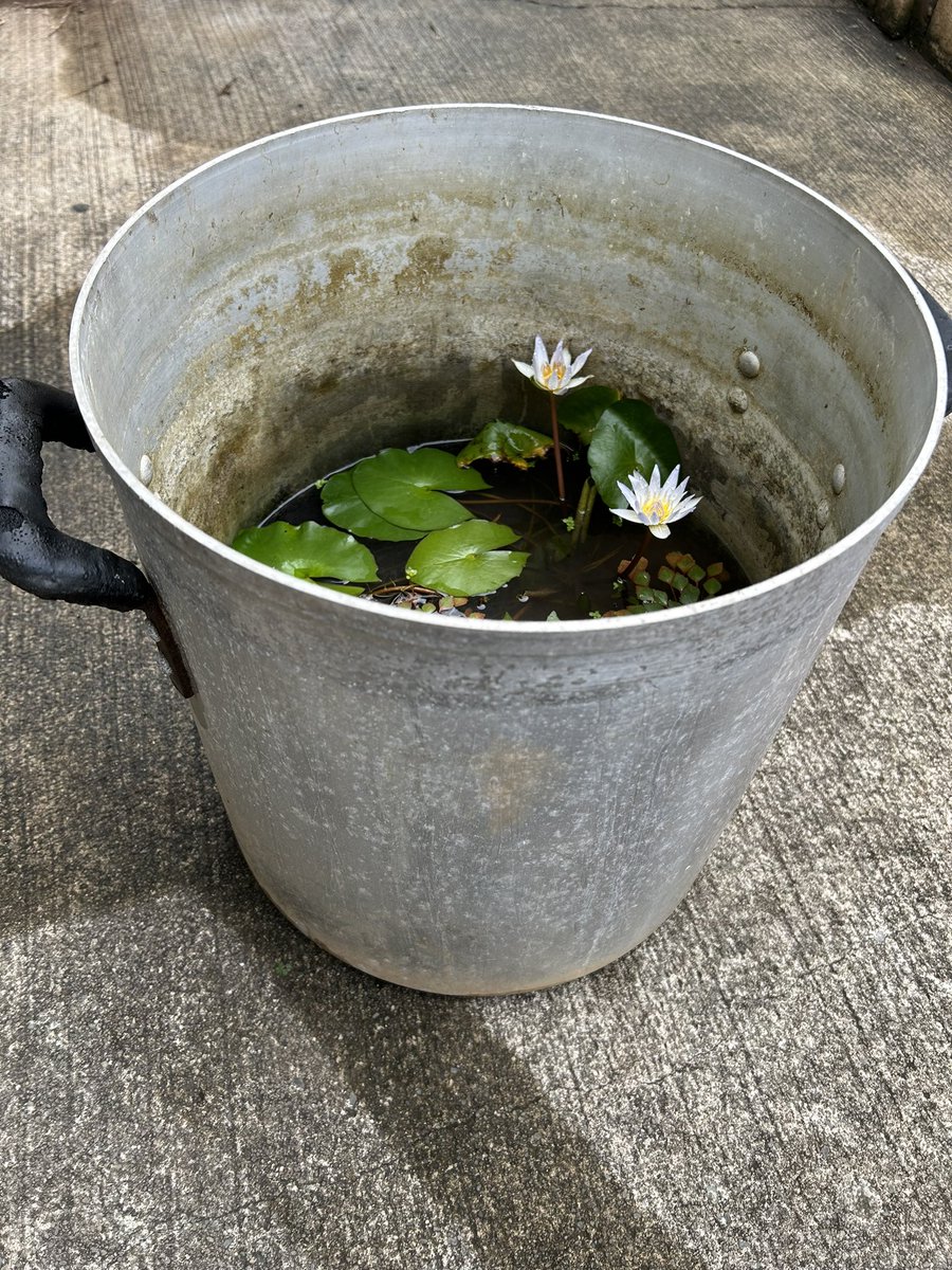 sushipriest's tweet photo. 不要となった寸胴鍋を再利用した睡蓮鉢。
#睡蓮
#再利用
#ドウベン
#waterlily
#dauben https://t.co/CZp6Fpakxm