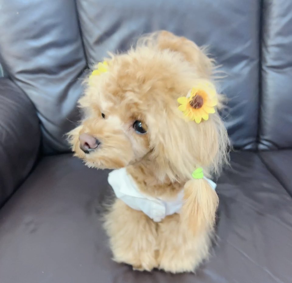 omi_o313's tweet photo. 久しぶりに らぶちゃん🐶🐾🍀💕 今日はトリミング行って可愛くしてもらいました〜🐶✂️🤗💓 https://t.co/wsaiooukCJ