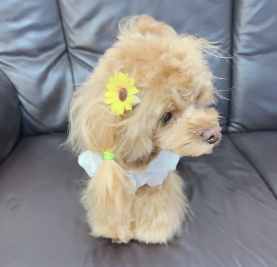 omi_o313's tweet photo. 久しぶりに らぶちゃん🐶🐾🍀💕 今日はトリミング行って可愛くしてもらいました〜🐶✂️🤗💓 https://t.co/wsaiooukCJ