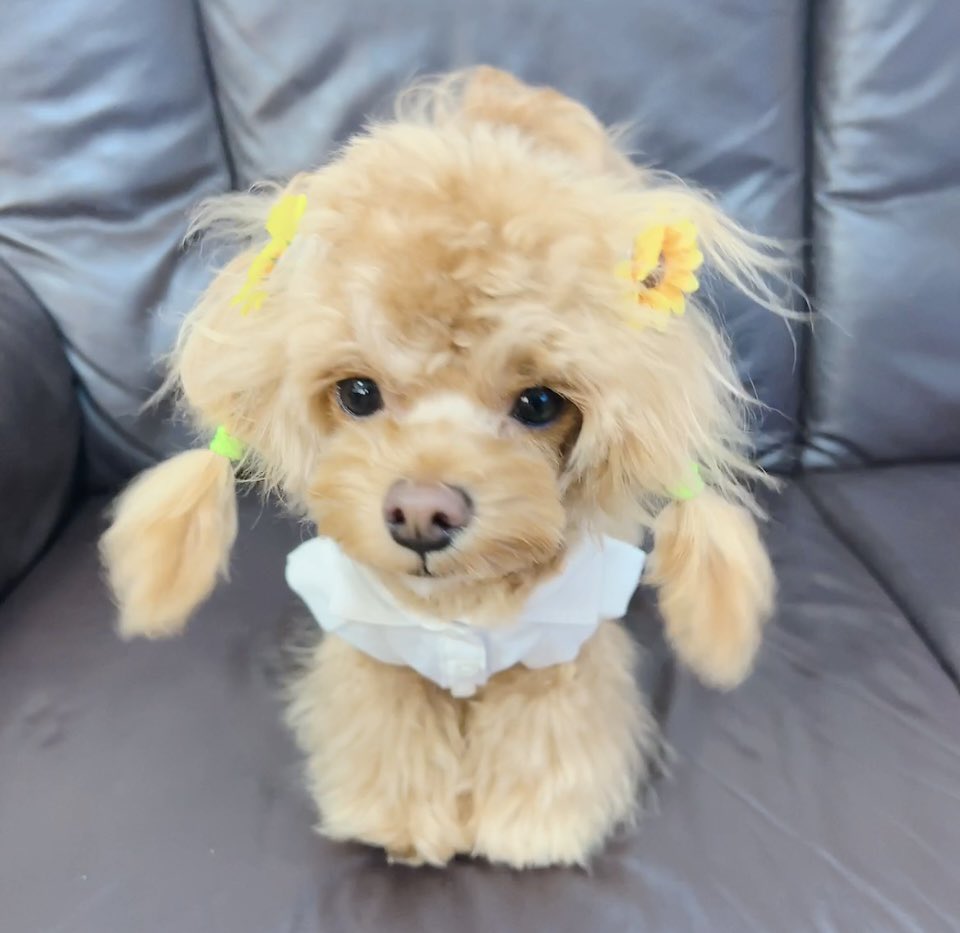 omi_o313's tweet photo. 久しぶりに らぶちゃん🐶🐾🍀💕 今日はトリミング行って可愛くしてもらいました〜🐶✂️🤗💓 https://t.co/wsaiooukCJ