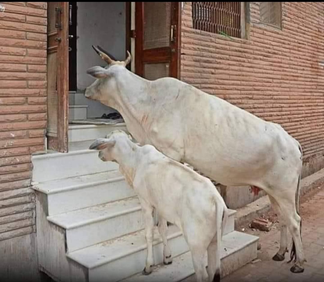 PrayatnaFounda1's tweet photo. “An animal's eyes have a great power of speaking language.” https://t.co/QoOf5x3oc8