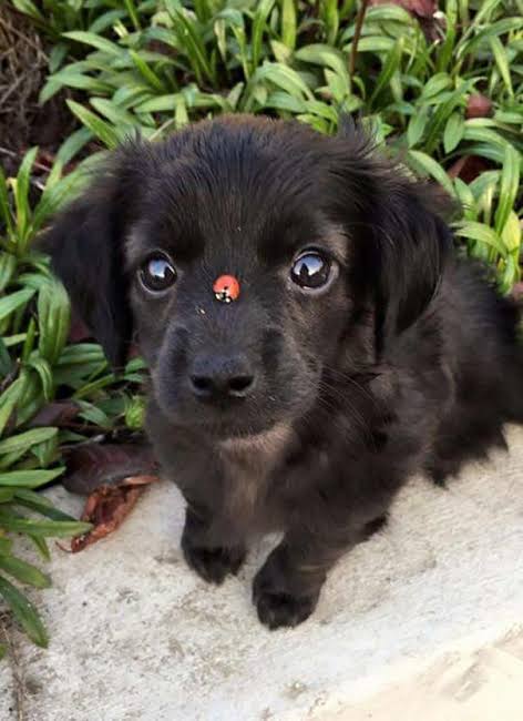 Puppieslover's tweet photo. Awwww So cute puppy https://t.co/zrulUe1Atn