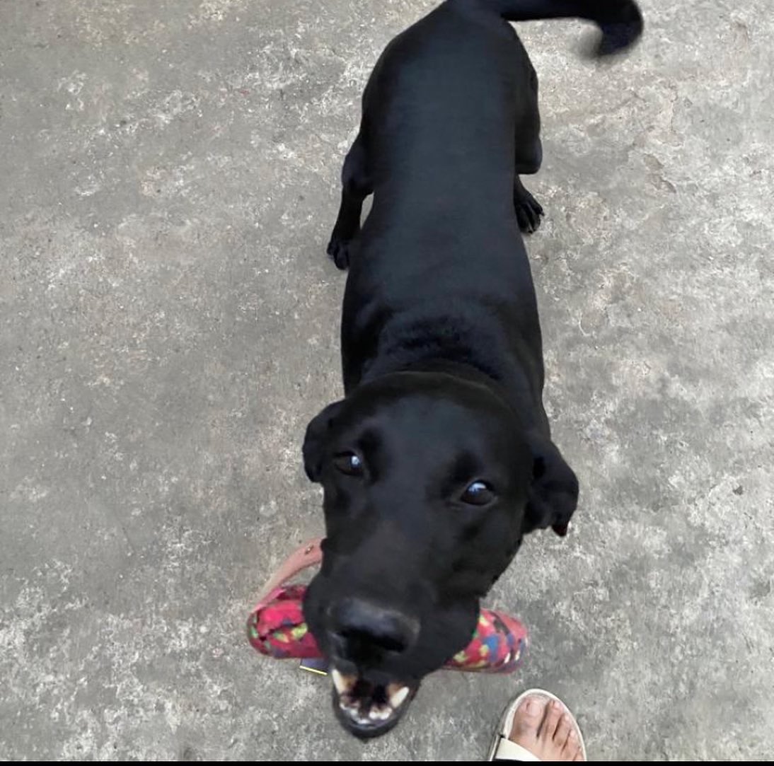 rufusgoodboy's tweet photo. Yesterday I lost my brother!! His name was Spade and he too was a very good boy and my best friend. Mom and Dad are very sad. We all are missing him a lot. I hope he is having the best time in heaven and I can’t wait to meet him again. https://t.co/dk7n6yEpui