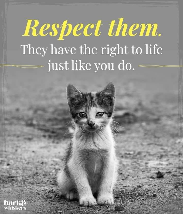 Aspin Philippine Animal Welfare (@aspinwelfare) on Twitter photo 