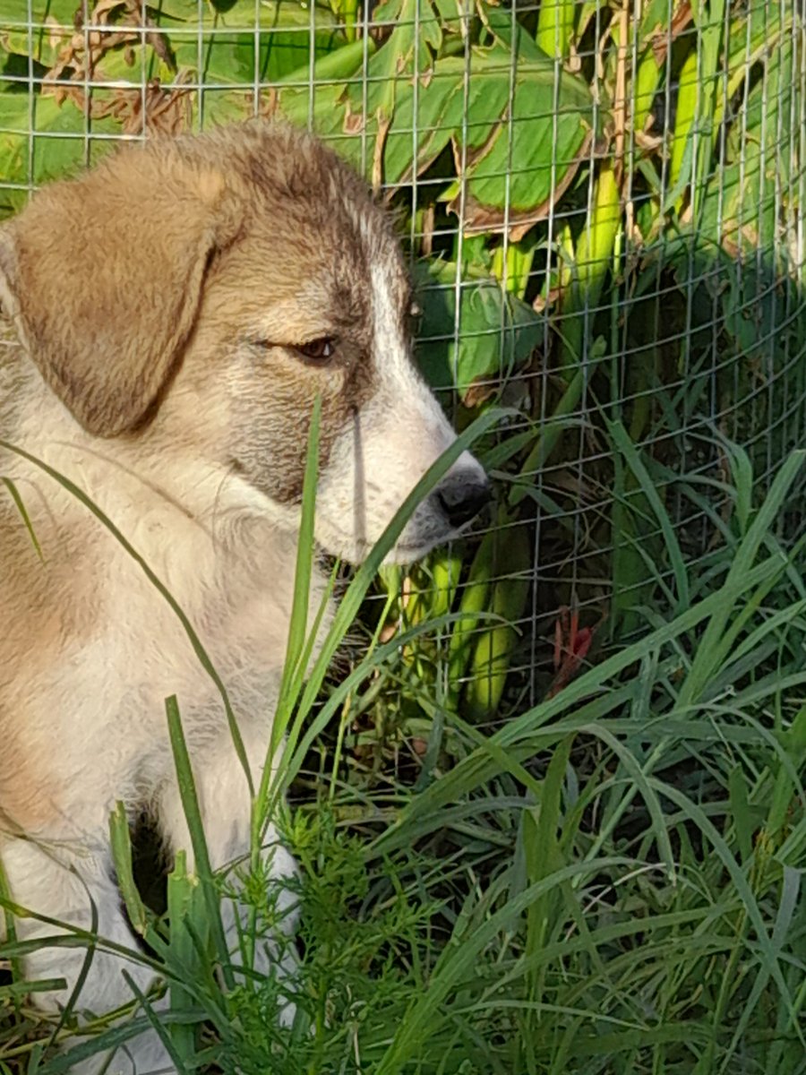 Dostlar günaydın 
Dün gece kapımızın önünde bir yavru köpek olduğunu söylediler. Bulamadım.
Bu sabah bahçe kapımızı açtım, bütün gece orada aç susuz yatmış. Karnını doyurduk ve ailemize kattık. Henüz adını koymadık küçükbeyin.
3 köpeğimiz oldu, hepsi sokaklarda bulunan garipler.
