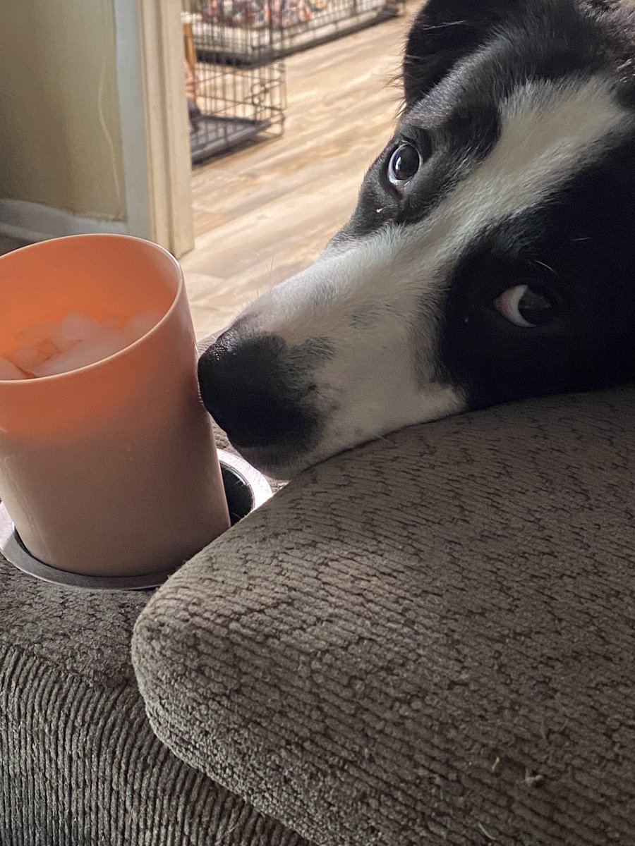 Mom says don’t be fooled by my cute face. I just want her ice! I love ice cubes! 

#bordercolliemix #dogsarethebest #DogsofTwittter #Dogsarefamily #dogmom #bordercollielove #ilovemydogs #puppiesoftwitter